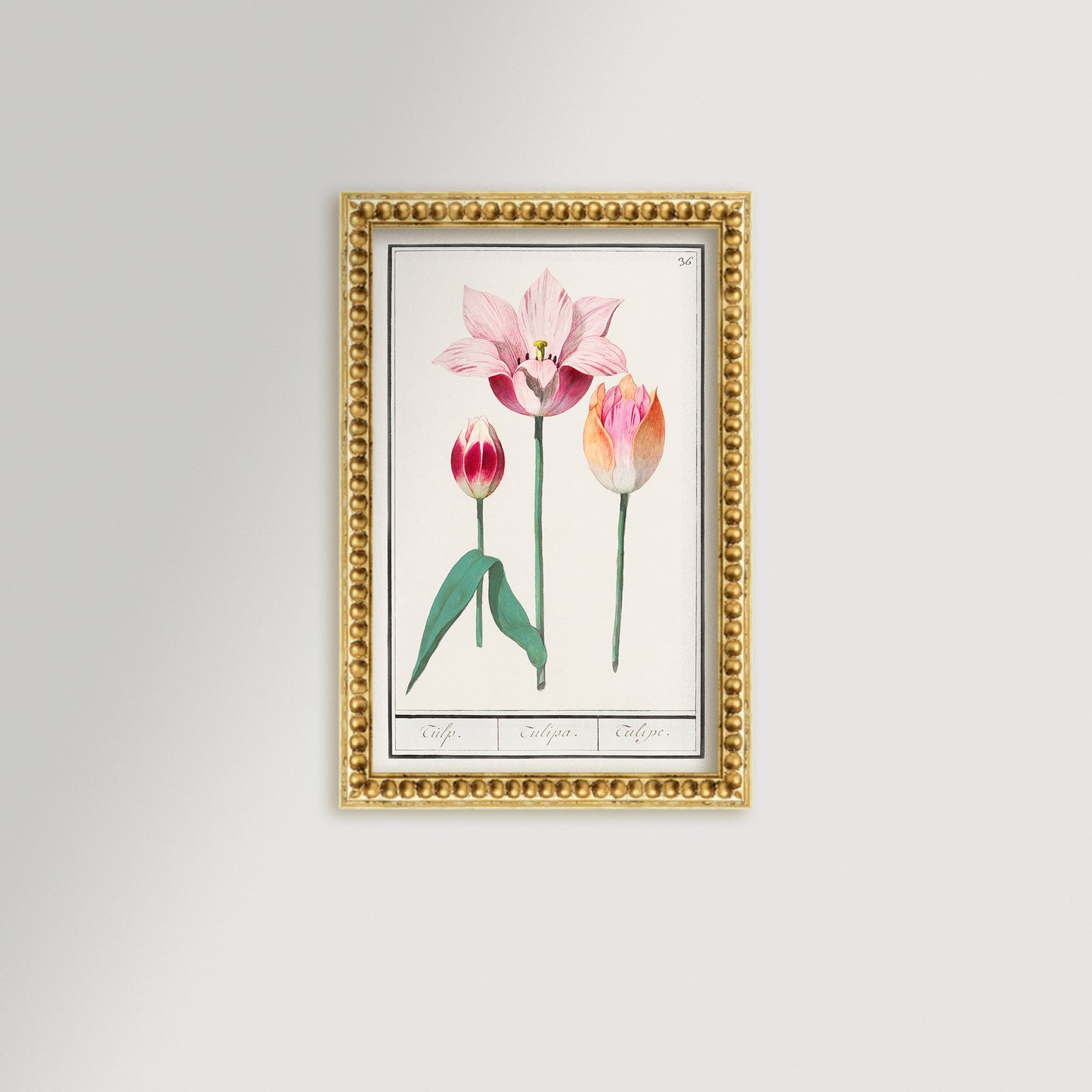 Botanical Tulip 36 Archival Reproduction Art Print