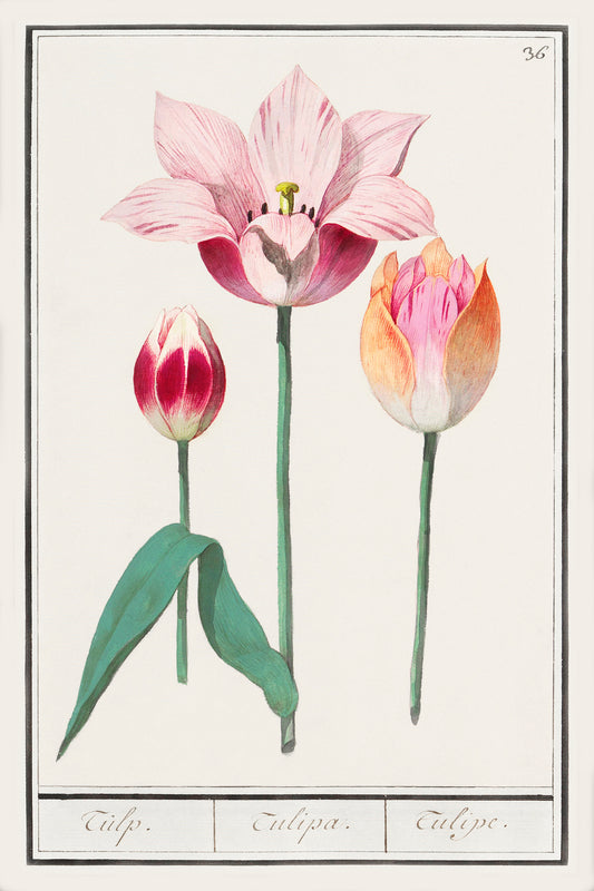 Botanical Tulip 36, a Tulipa illustration by Dutch artist Anselmus Boëtius de Boodt, 1596 to 1610, from the Rijksmuseum