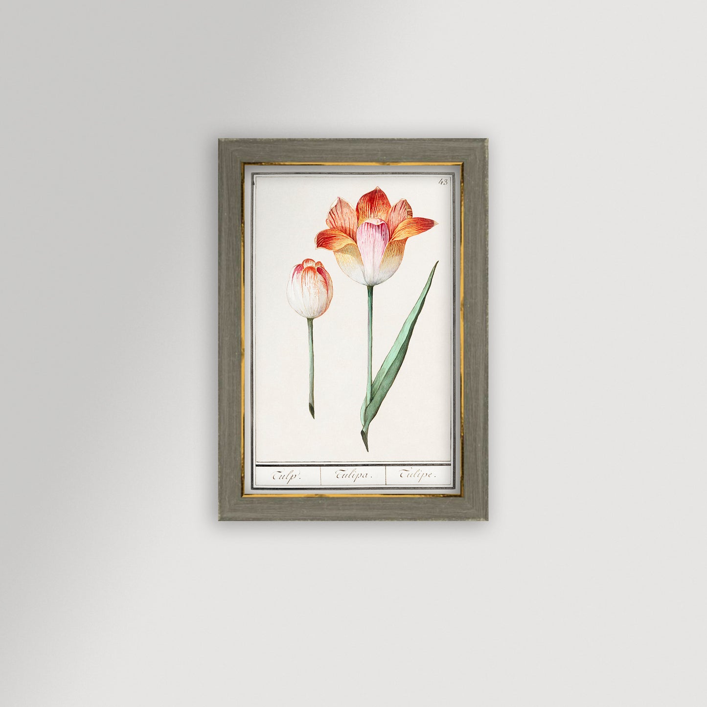 Botanical Tulip 43 Archival Reproduction Art Print