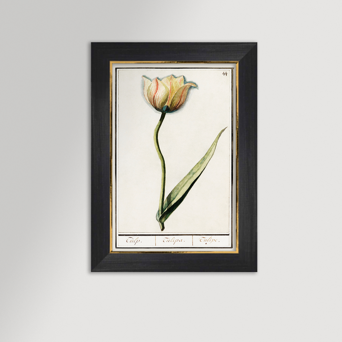 Botanical Tulip 44 Archival Reproduction Art Print