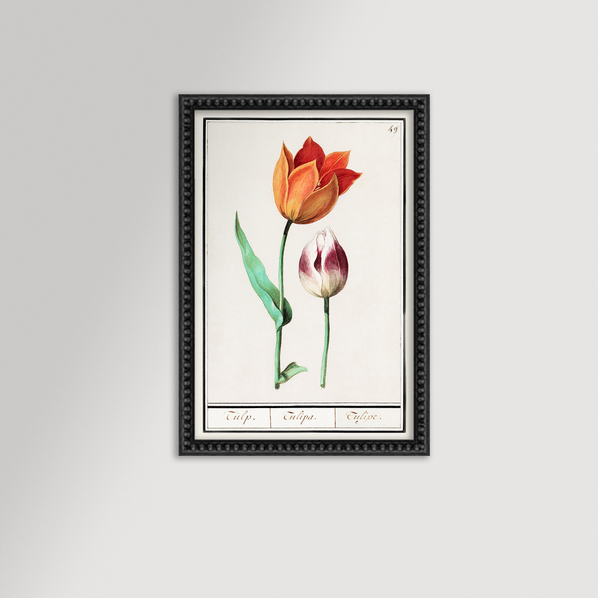 Botanical Tulip 49 Archival Reproduction Art Print
