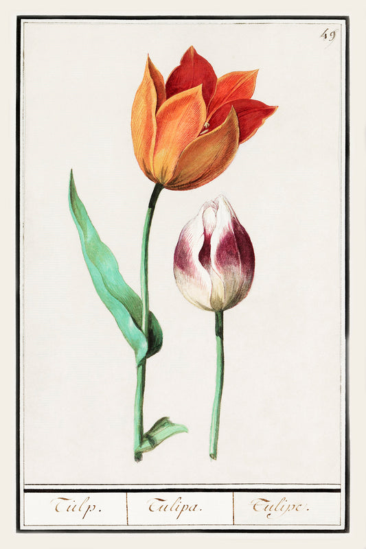 Botanical Tulip 49 Archival Reproduction Art Print