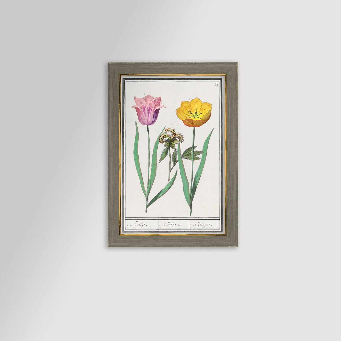 Botanical Tulip 50 Archival Reproduction Art Print