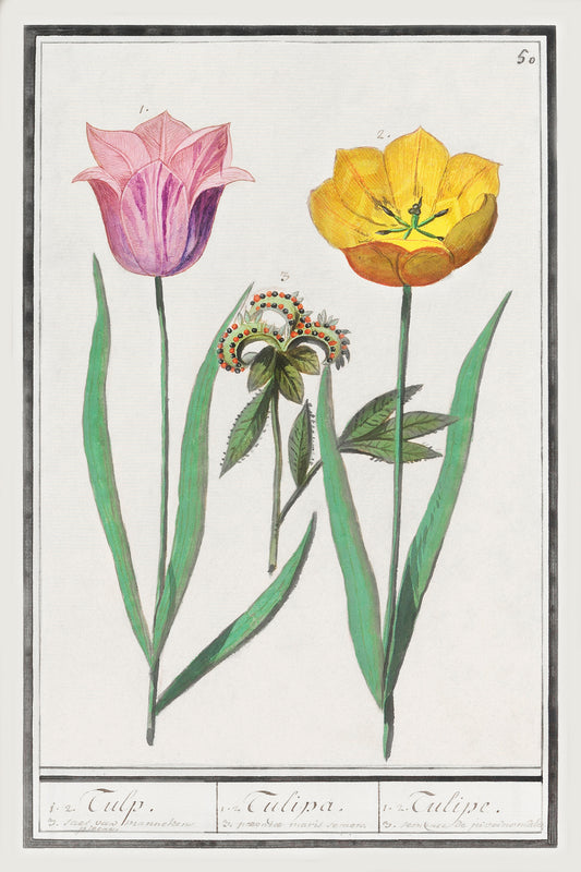 Botanical Tulip 50 Archival Reproduction Art Print