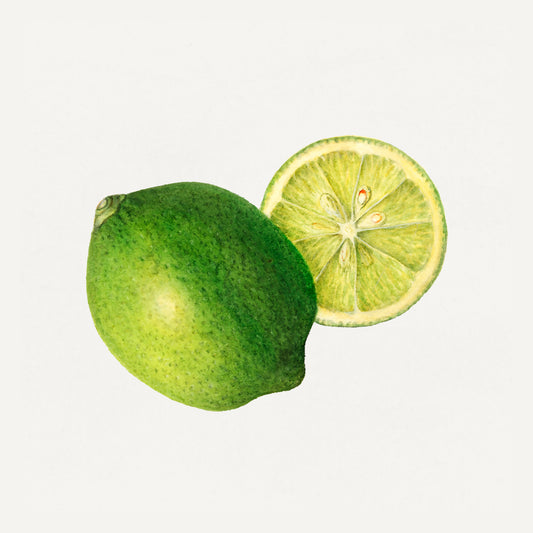 Lime Illustration Archival Reproduction Art Print