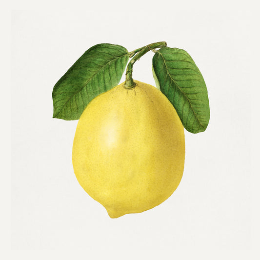Lemon Illustration Archival Reproduction Art Print