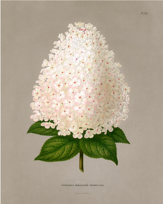 Hydrangea Illustration Archival Reproduction Art Print