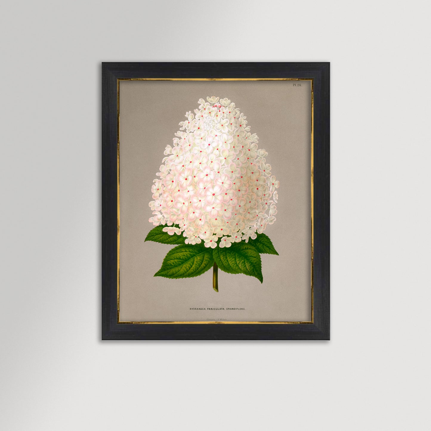 Hydrangea Illustration Archival Reproduction Art Print