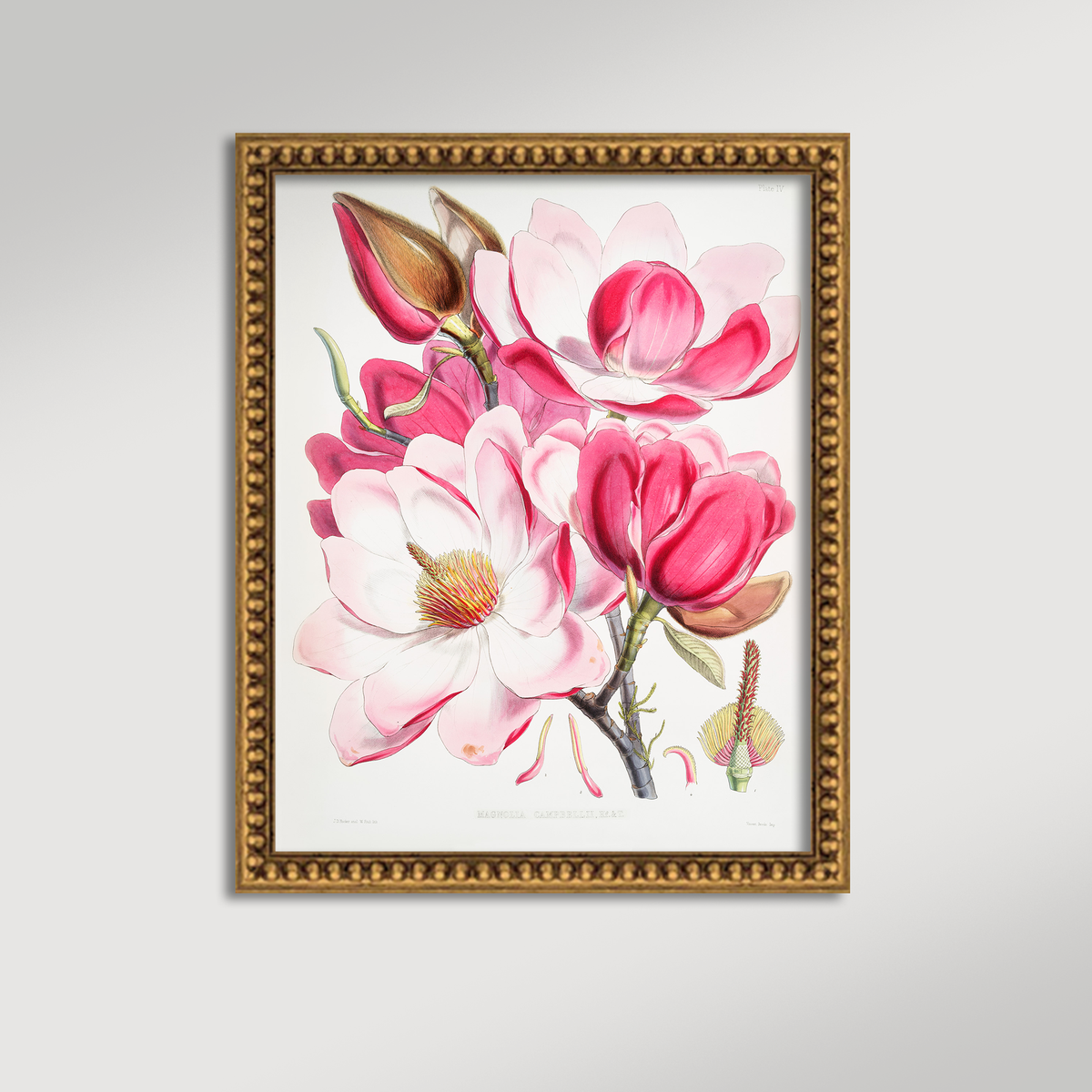 Magnolia Illustration Archival Reproduction Art Print