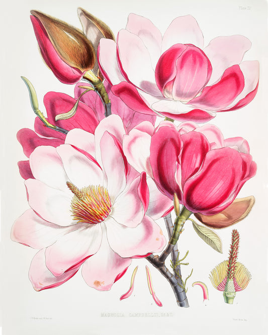Magnolia Illustration Archival Reproduction Art Print