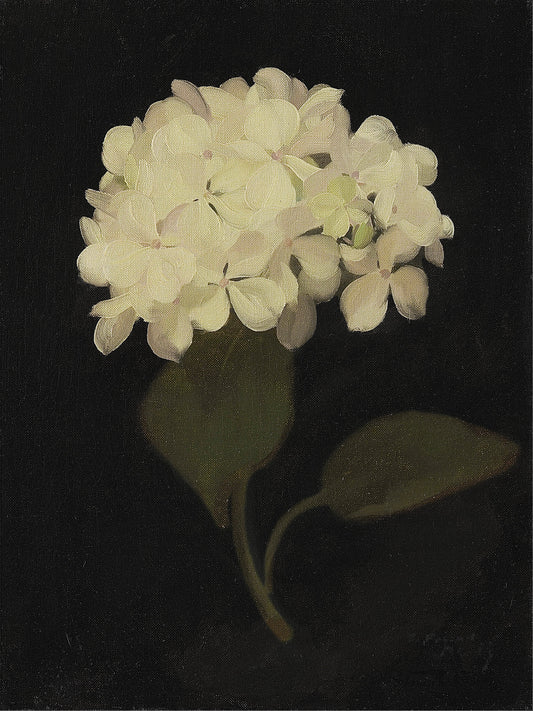 Hydrangea Black Archival Reproduction Art Print