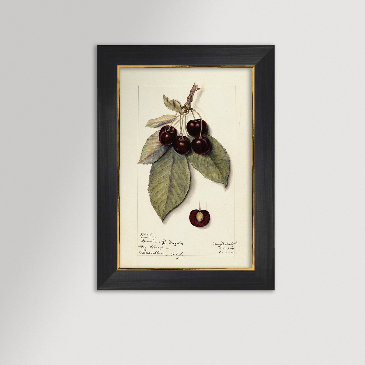 Cherries Botanical Archival Reproduction Art Print
