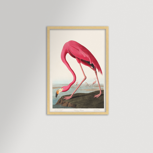 Pink Flamingo Illustration Archival Reproduction Art Print