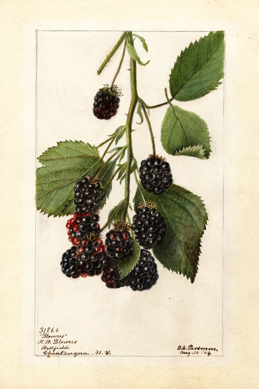 Blackberries Botanical Archival Reproduction Art Print (Copy)
