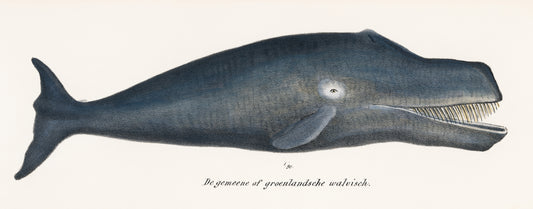 Whale Illustration Archival Reproduction Art Print