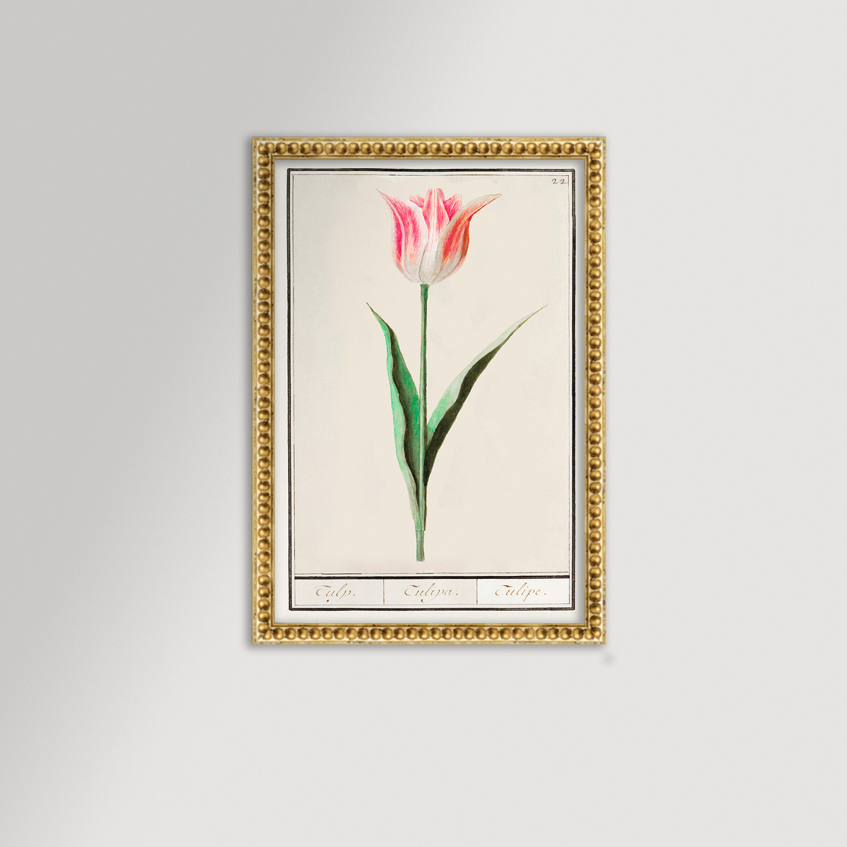 Botanical Tulip 22 Archival Reproduction Art Print