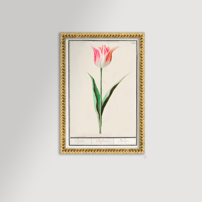 Botanical Tulip 22 Archival Reproduction Art Print