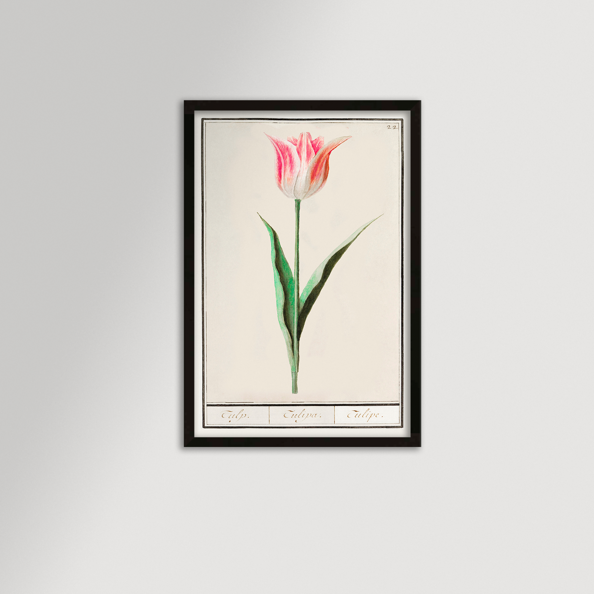 Botanical Tulip 22 Archival Reproduction Art Print