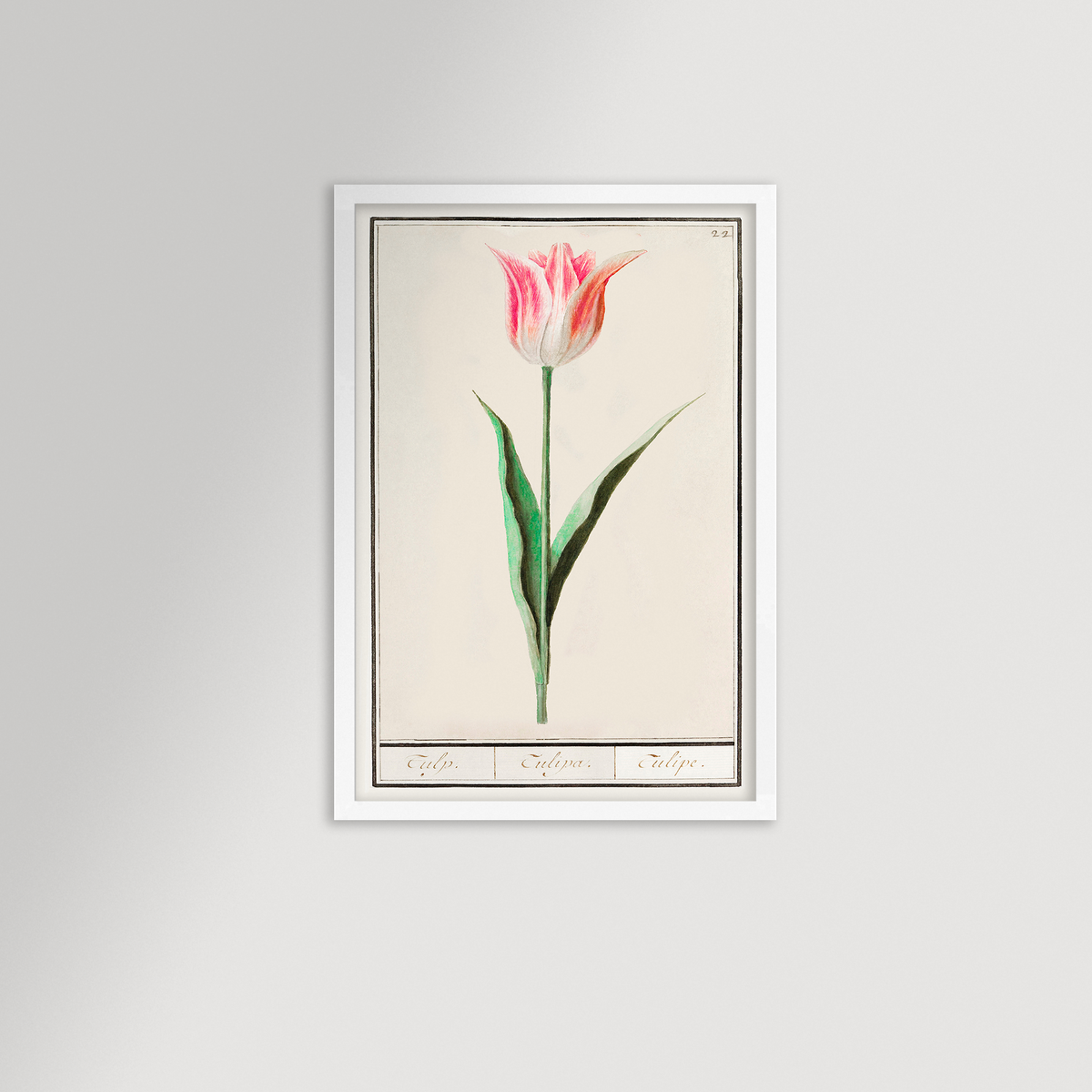 Botanical Tulip 22 Archival Reproduction Art Print