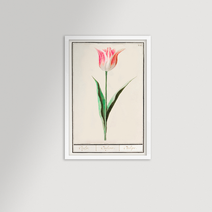 Botanical Tulip 22 Archival Reproduction Art Print
