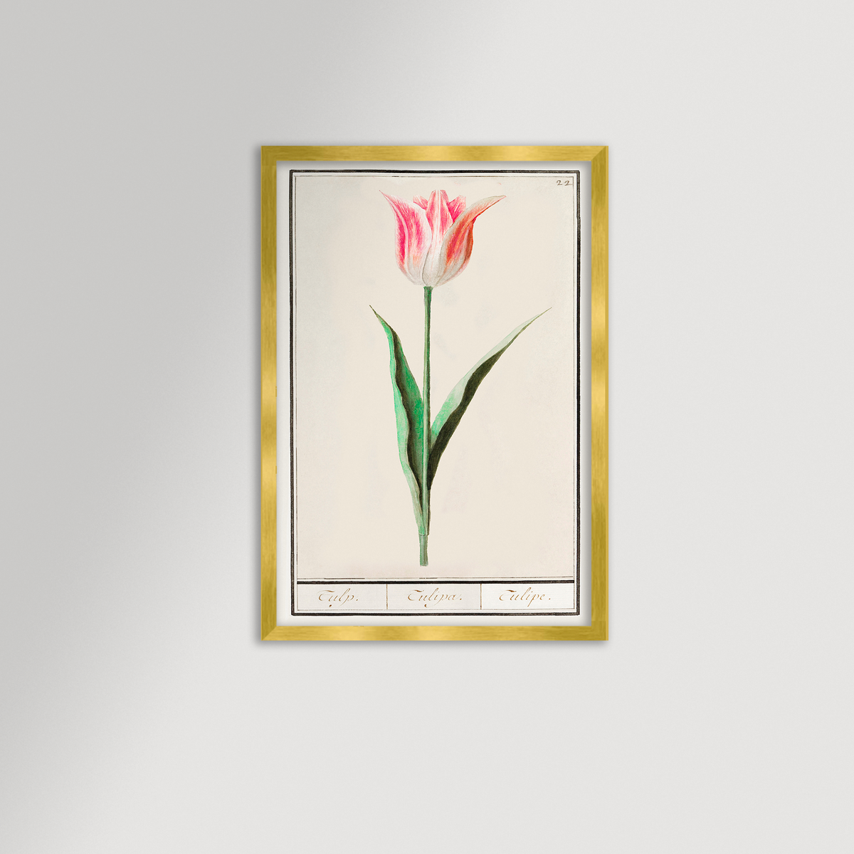 Botanical Tulip 22 Archival Reproduction Art Print