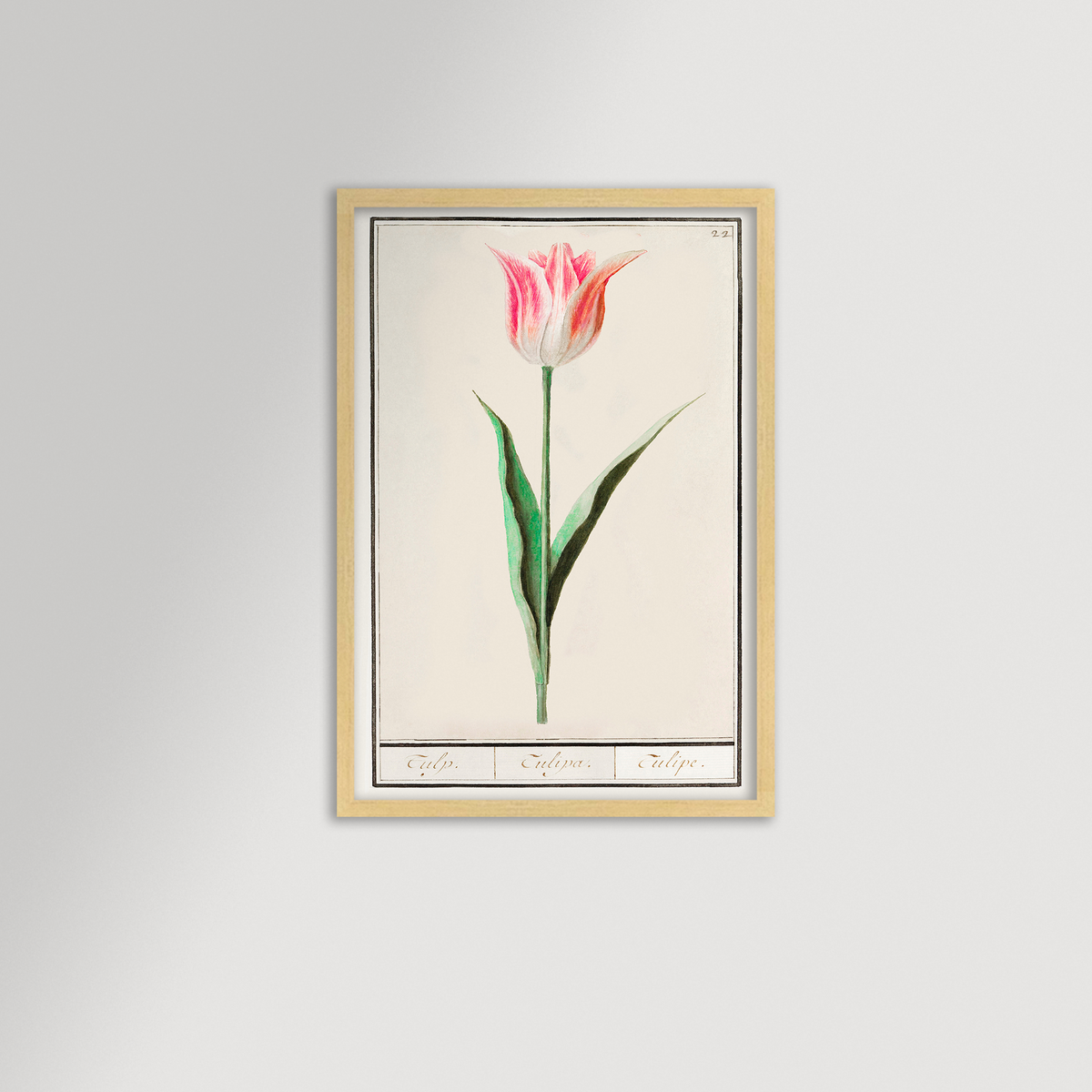 Botanical Tulip 22 Archival Reproduction Art Print