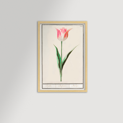Botanical Tulip 22 Archival Reproduction Art Print