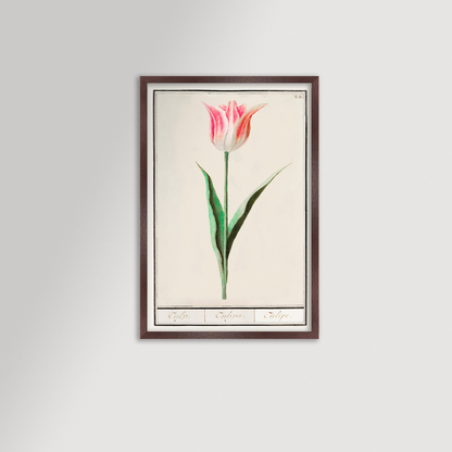 Botanical Tulip 22 Archival Reproduction Art Print