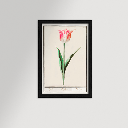 Botanical Tulip 22 Archival Reproduction Art Print