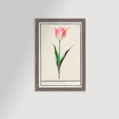 Botanical Tulip 22 Archival Reproduction Art Print