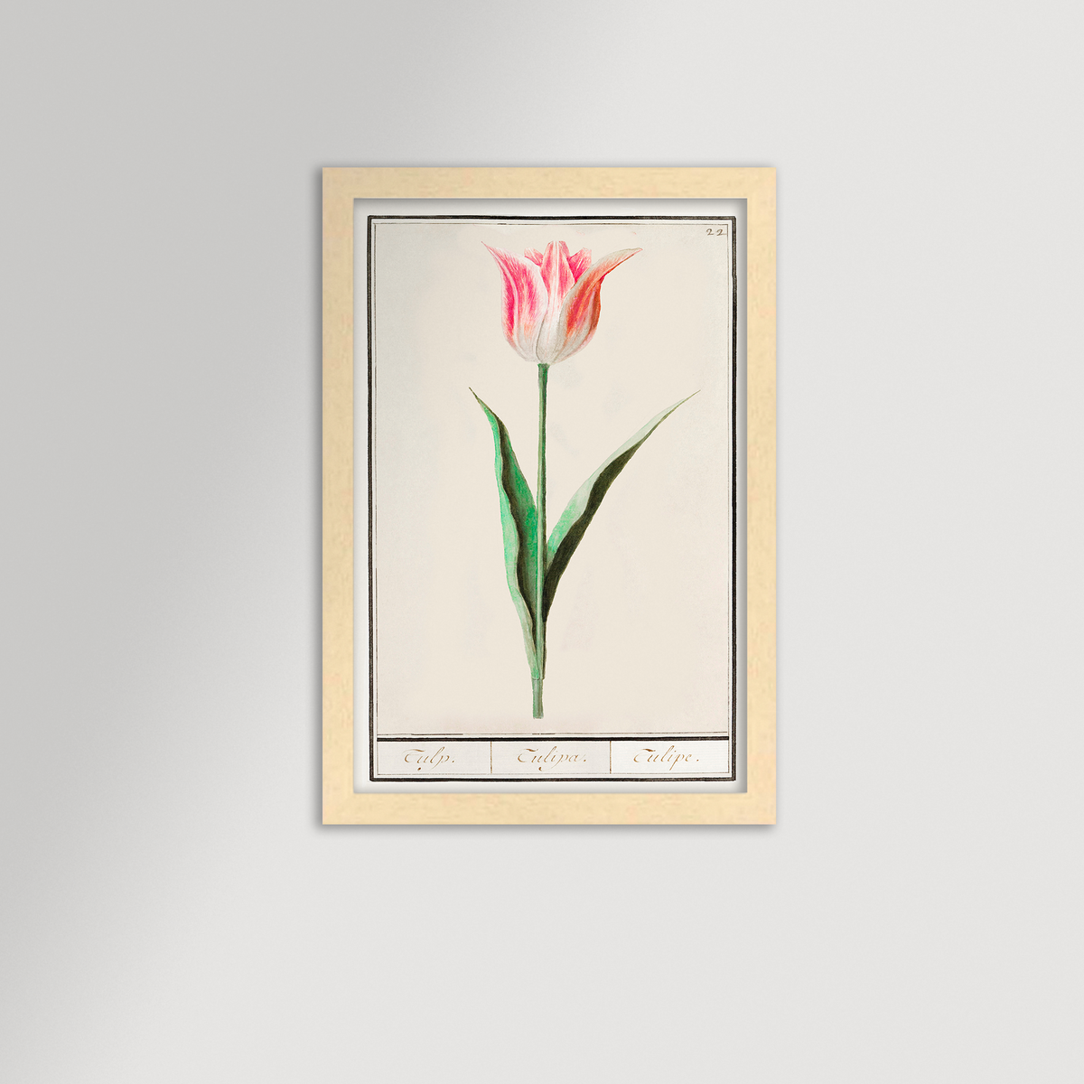 Botanical Tulip 22 Archival Reproduction Art Print