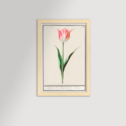 Botanical Tulip 22 Archival Reproduction Art Print