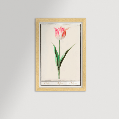 Botanical Tulip 22 Archival Reproduction Art Print