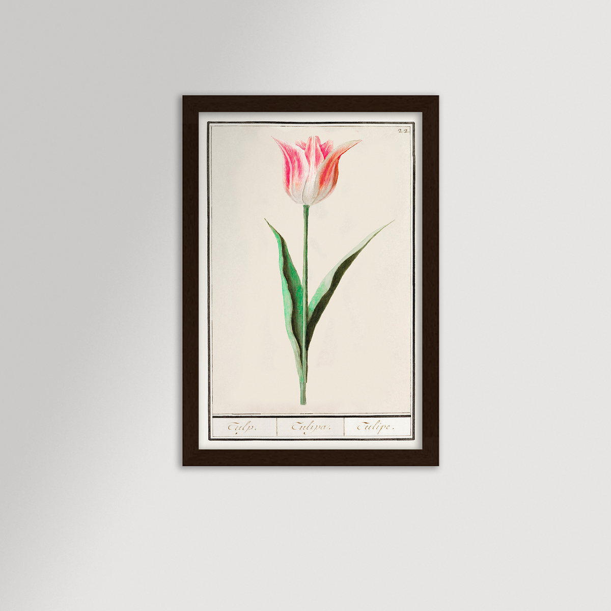 Botanical Tulip 22 Archival Reproduction Art Print