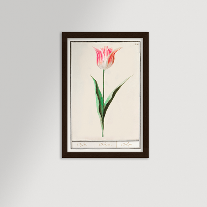 Botanical Tulip 22 Archival Reproduction Art Print