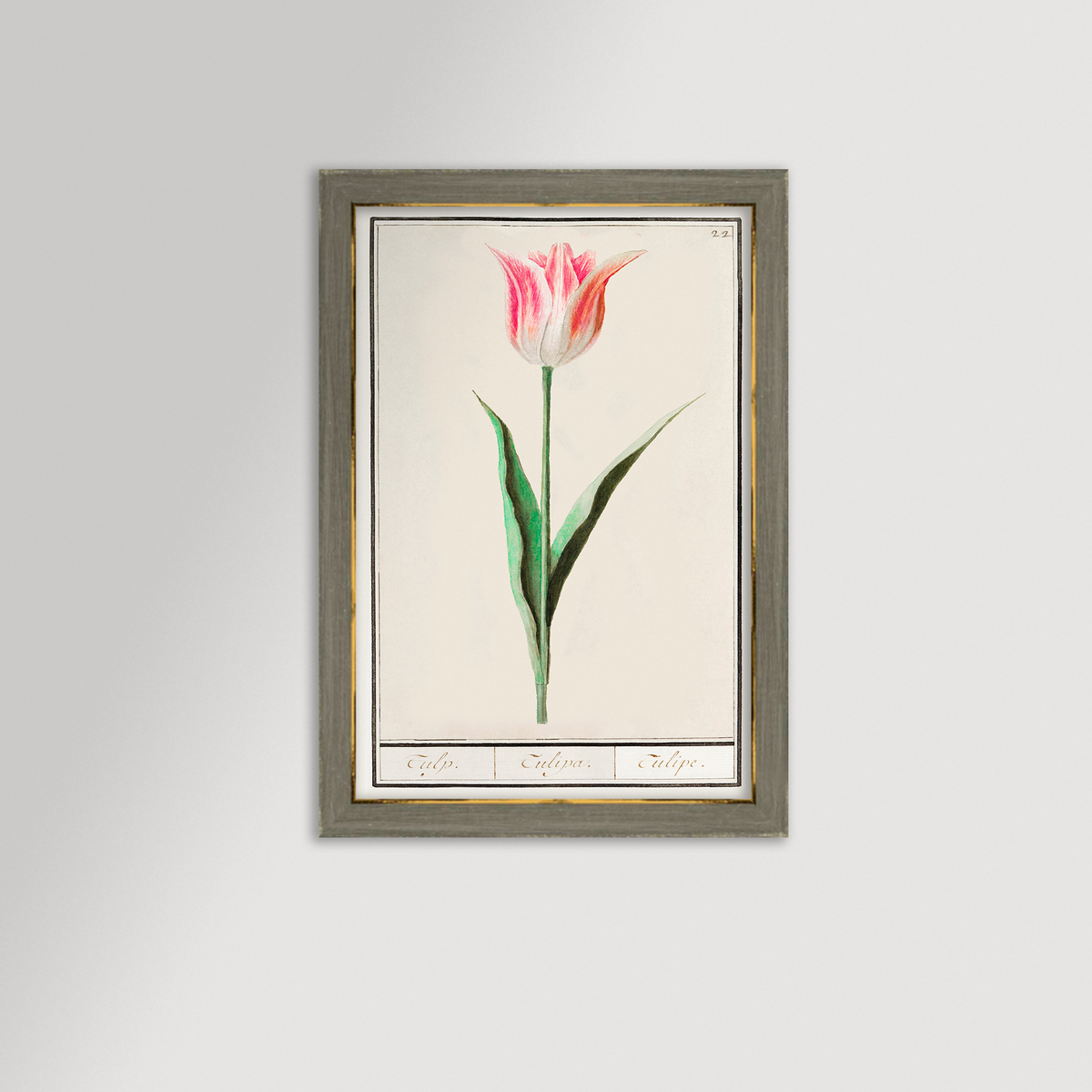 Botanical Tulip 22 Archival Reproduction Art Print