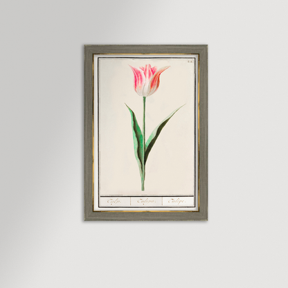 Botanical Tulip 22 Archival Reproduction Art Print