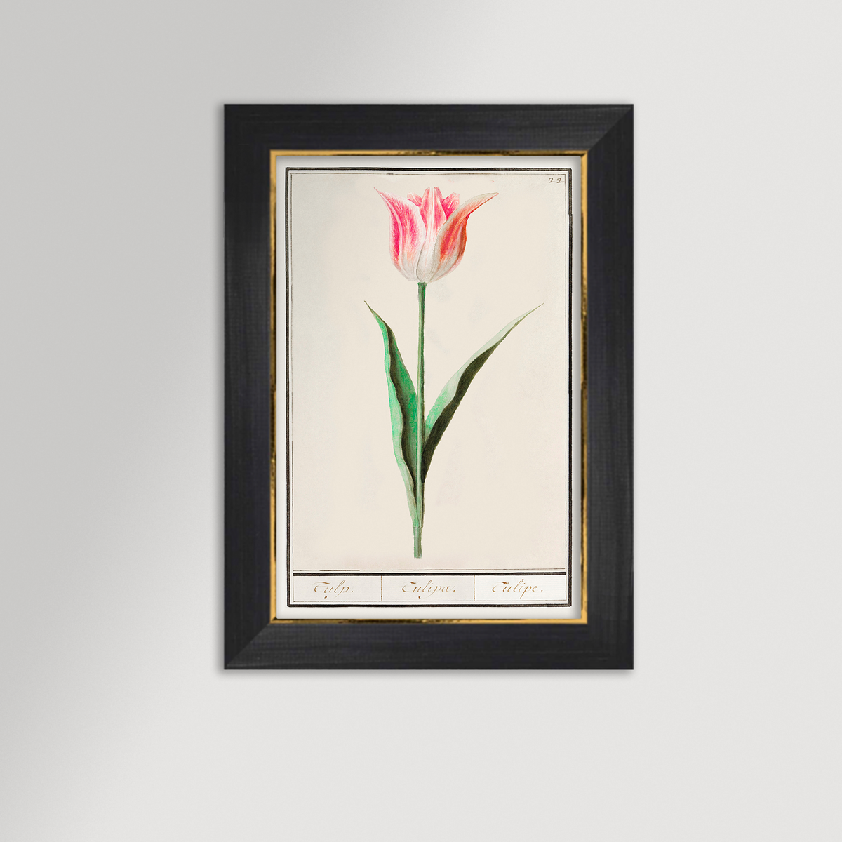 Botanical Tulip 22 Archival Reproduction Art Print