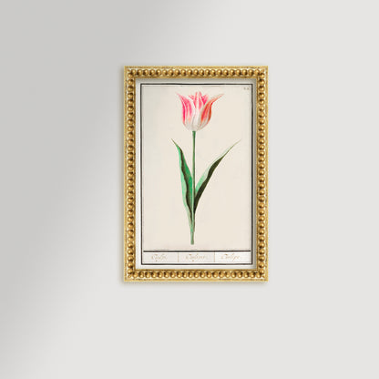 Botanical Tulip 22 Archival Reproduction Art Print