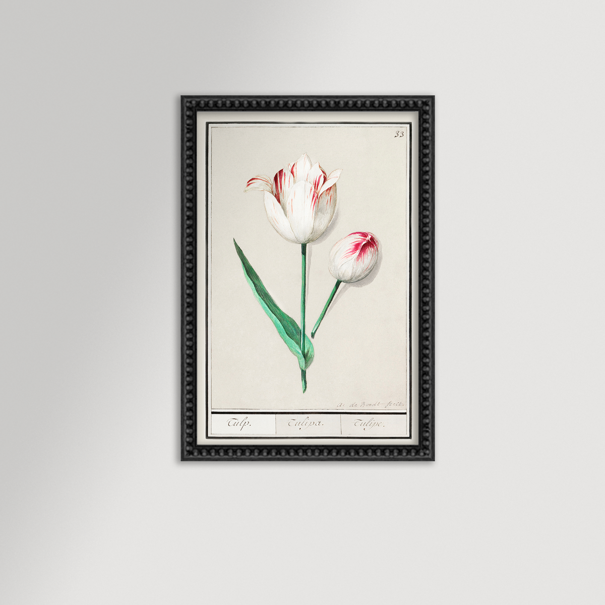 Botanical Tulip 33 Archival Reproduction Art Print
