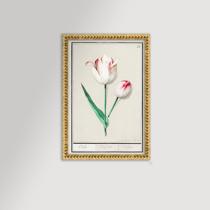 Botanical Tulip 33 Archival Reproduction Art Print