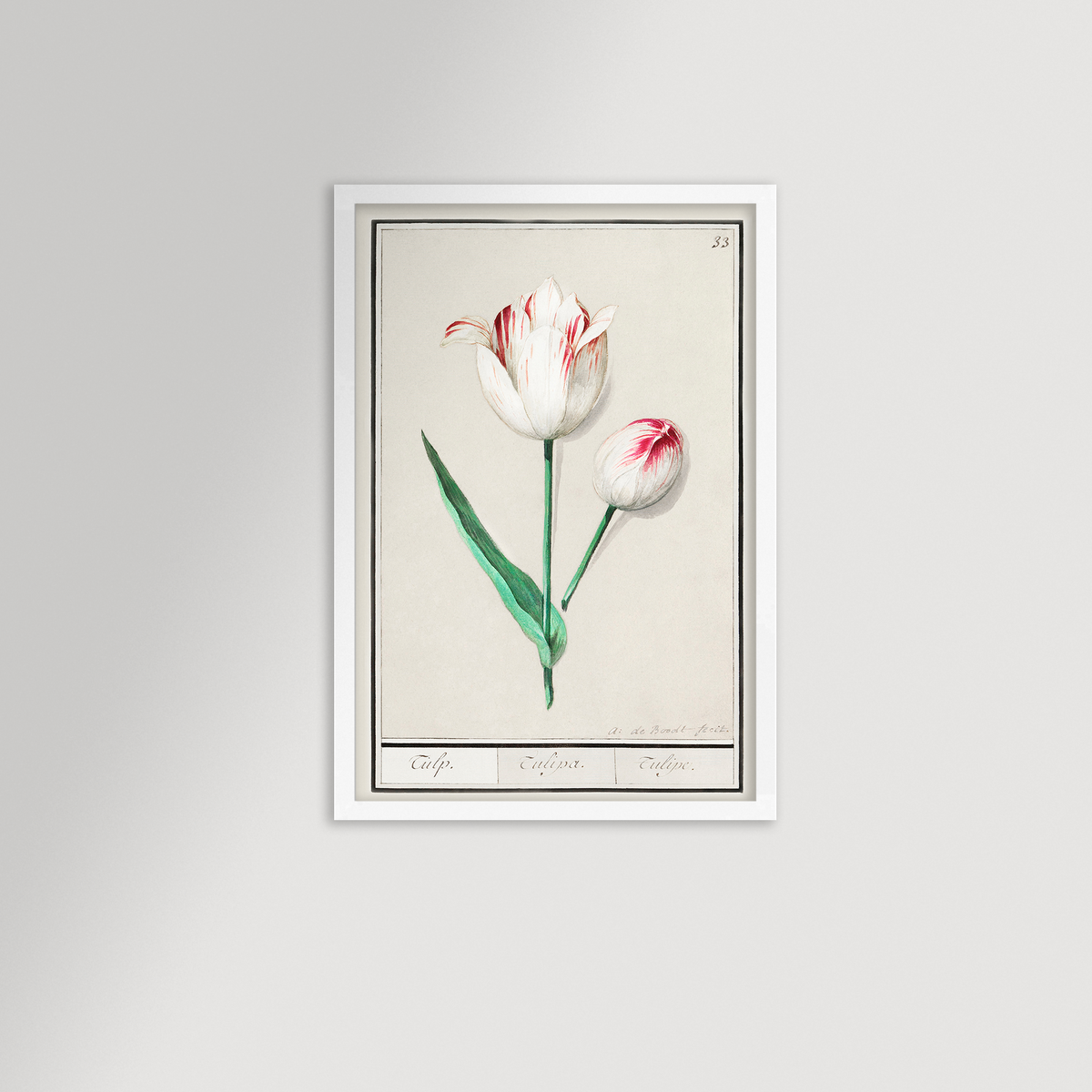 Botanical Tulip 33 Archival Reproduction Art Print