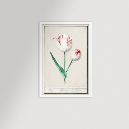 Botanical Tulip 33 Archival Reproduction Art Print