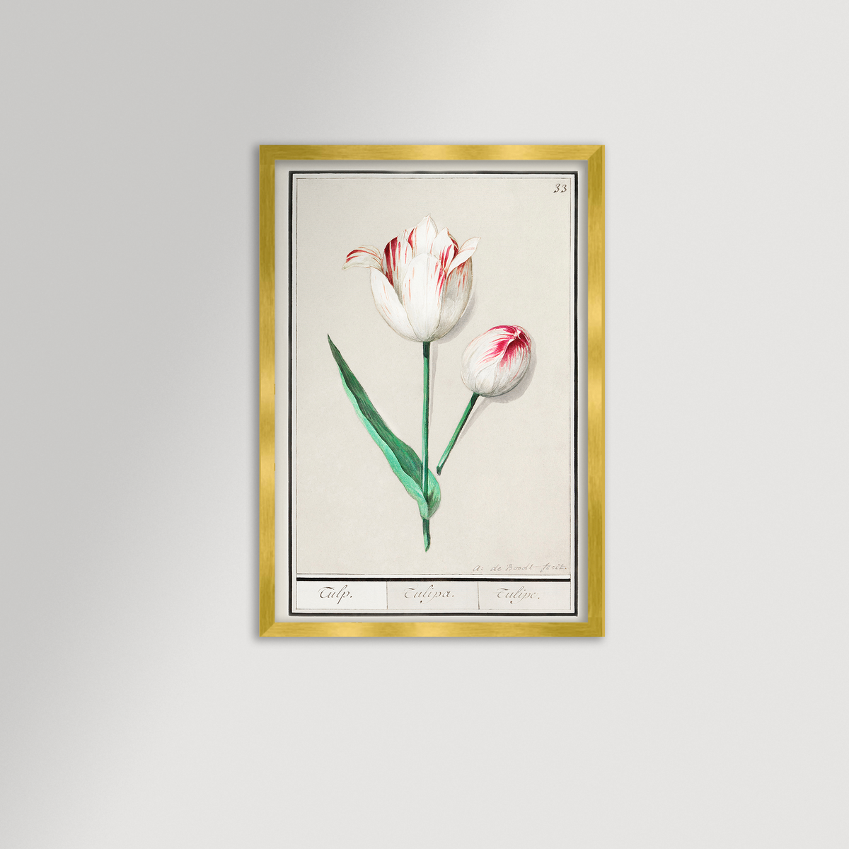 Botanical Tulip 33 Archival Reproduction Art Print
