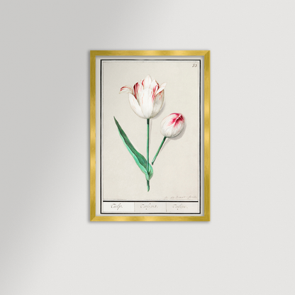 Botanical Tulip 33 Archival Reproduction Art Print