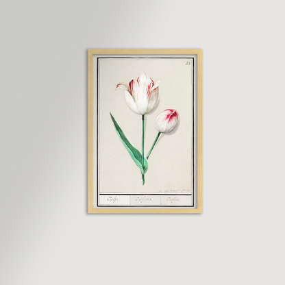 Botanical Tulip 33 Archival Reproduction Art Print