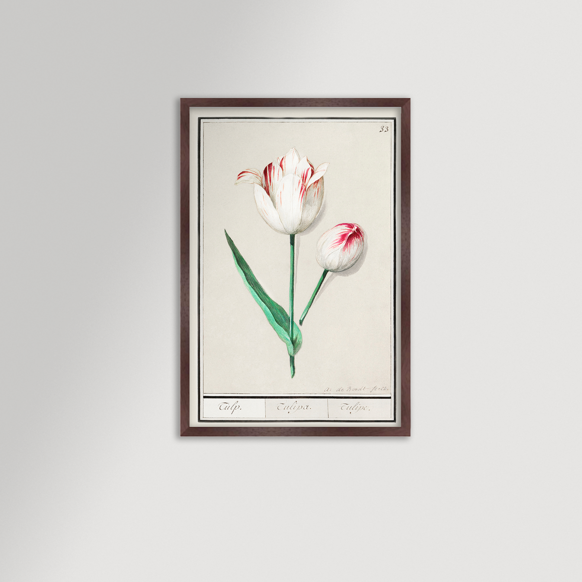 Botanical Tulip 33 Archival Reproduction Art Print