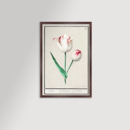 Botanical Tulip 33 Archival Reproduction Art Print