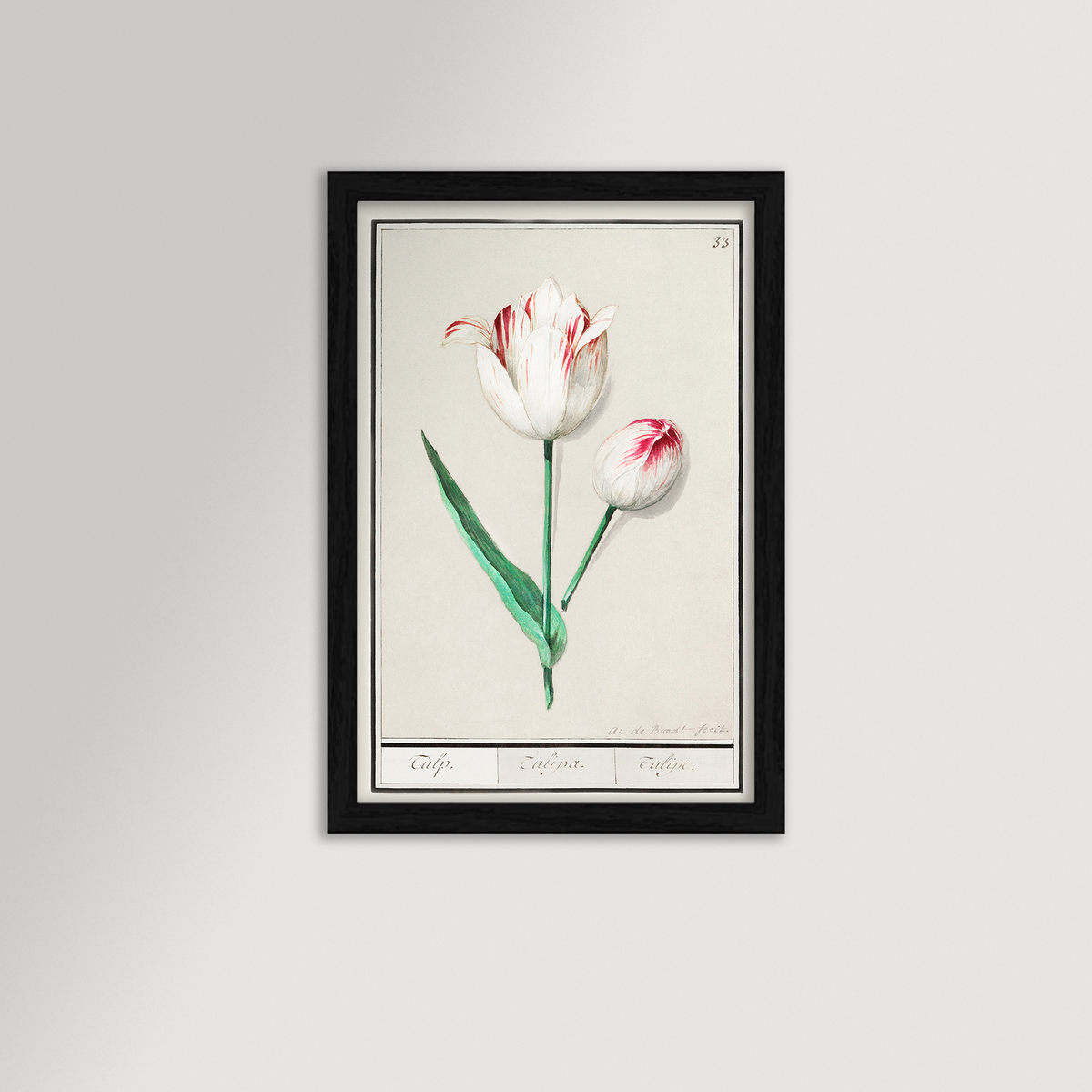 Botanical Tulip 33 Archival Reproduction Art Print