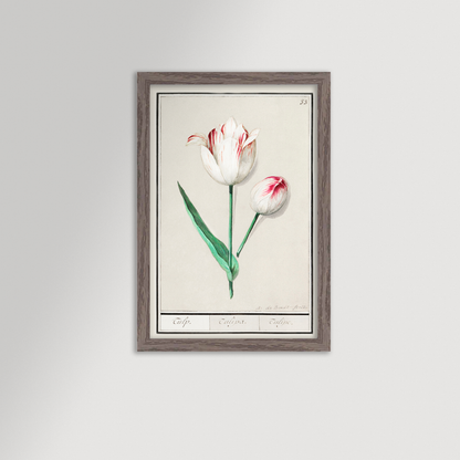 Botanical Tulip 33 Archival Reproduction Art Print